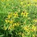 Prairie Coneflower